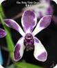 Vanda Pinky Violet Queen